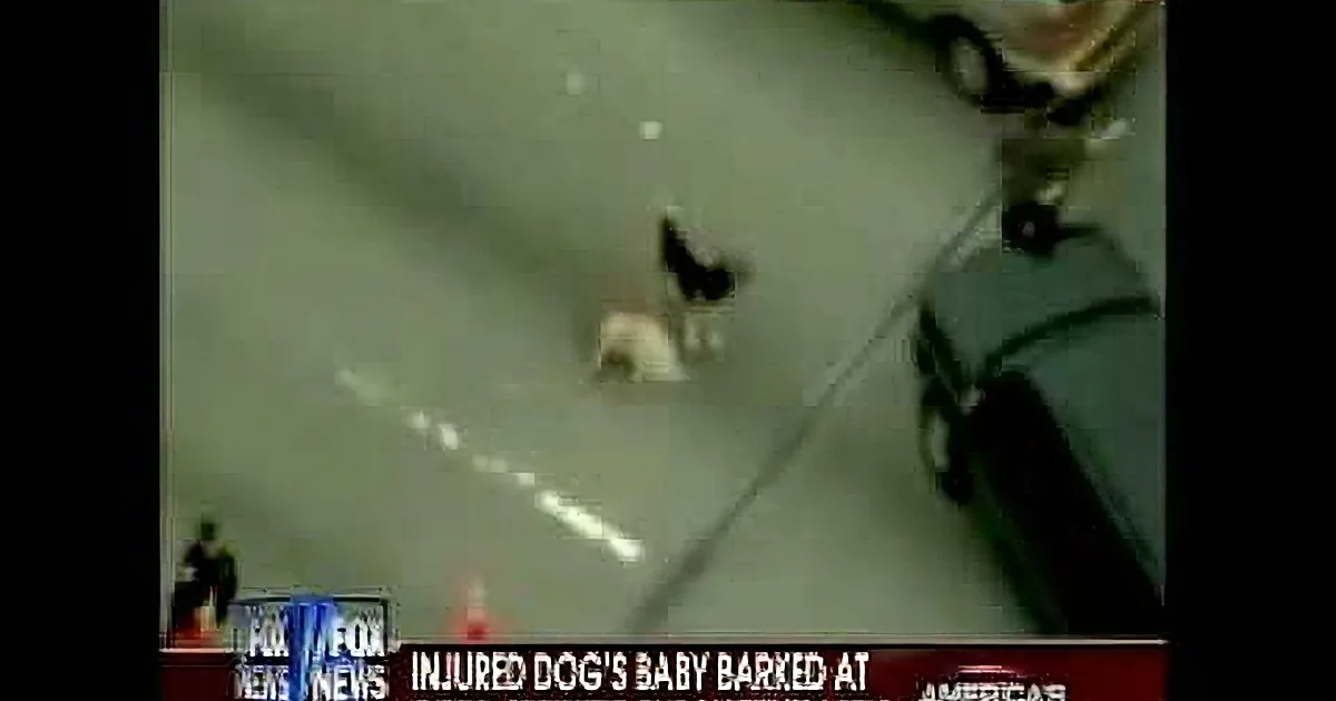 When This Dog Was Hit by a Car, Not Even Police Were Prepared to See Who Came to Her Rescue