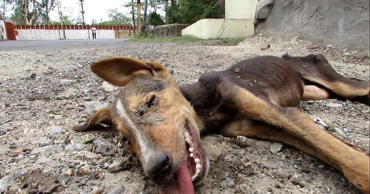 As They Walked up to This Puppy, They Were All Certain He Was Dead. Keep Your Eye on His Tail!