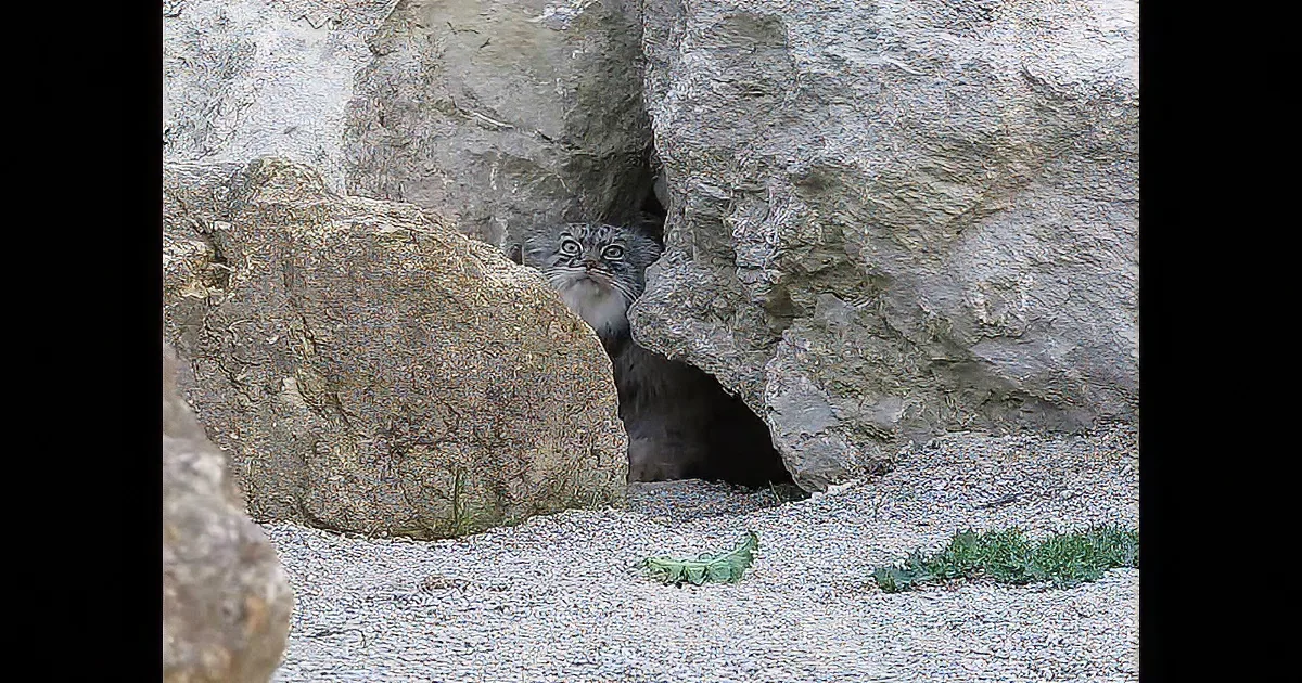 This Wild Cat Appeared as if out of Nowhere, but It''s What It Did Next That Has Me Shocked!
