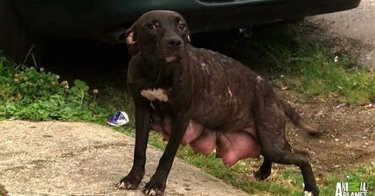 A black dog with a white patch stands on a concrete surface, looking towards the camera.