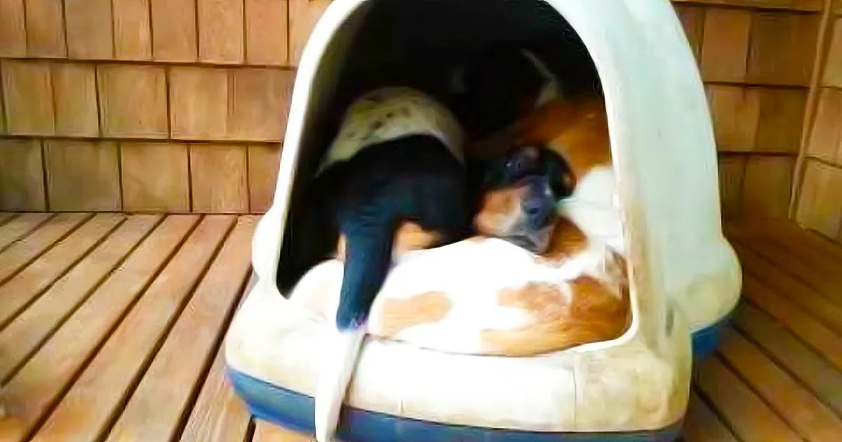 A black and white dog is lying inside a white doghouse on a wooden deck.