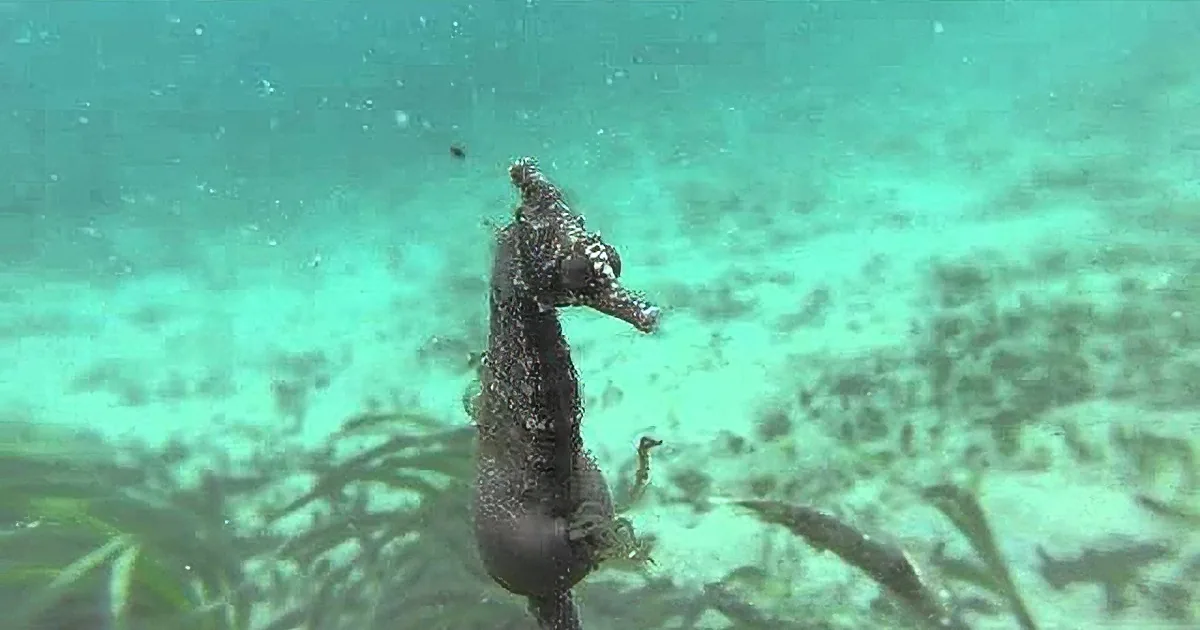 A seahorse stands upright amidst aquatic plants, its body curved gracefully against a greenish-blue background.
