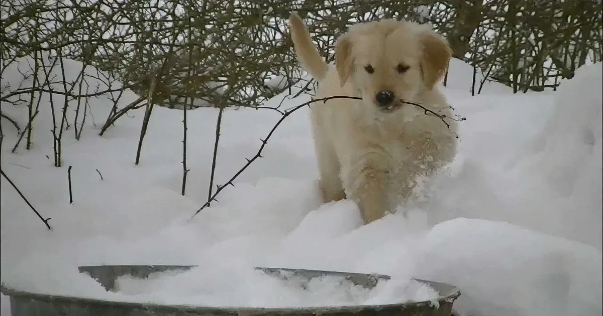 A golden retriever puppy sits in snow, holding a twig in its mouth.