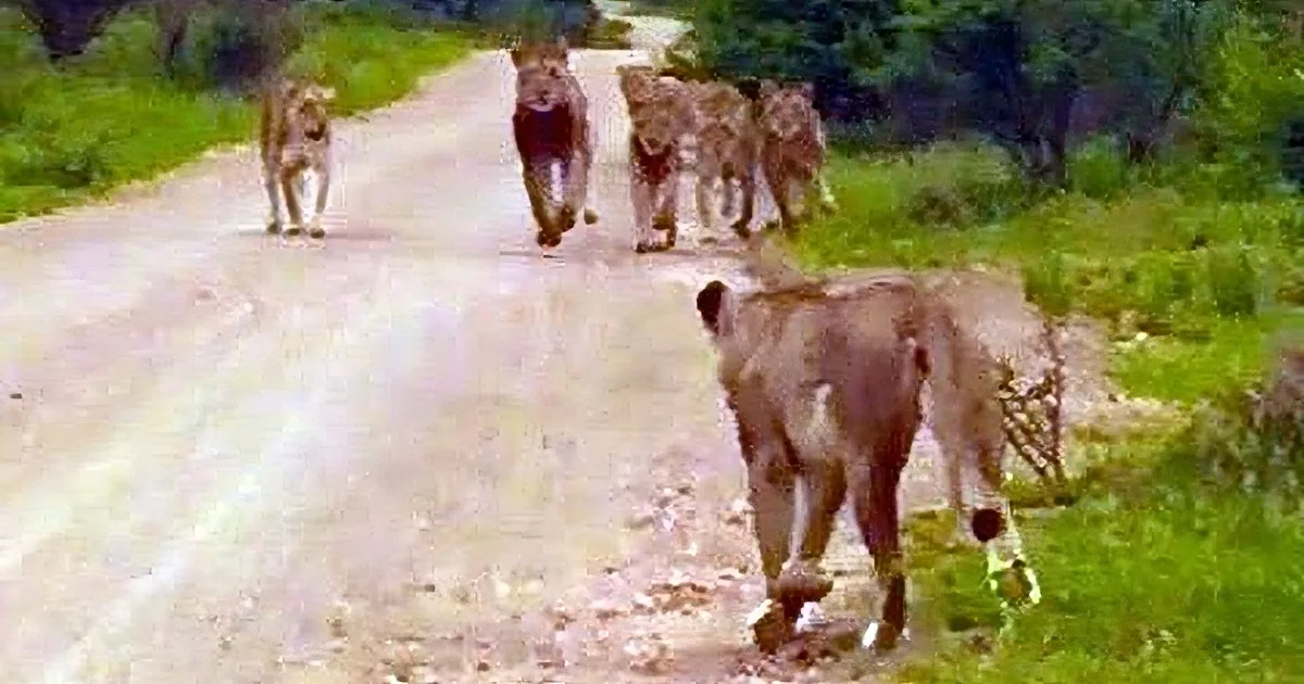 This Poor Lioness Gets Lost From Her Tribe; Watch What Happens When She Starts Crying...