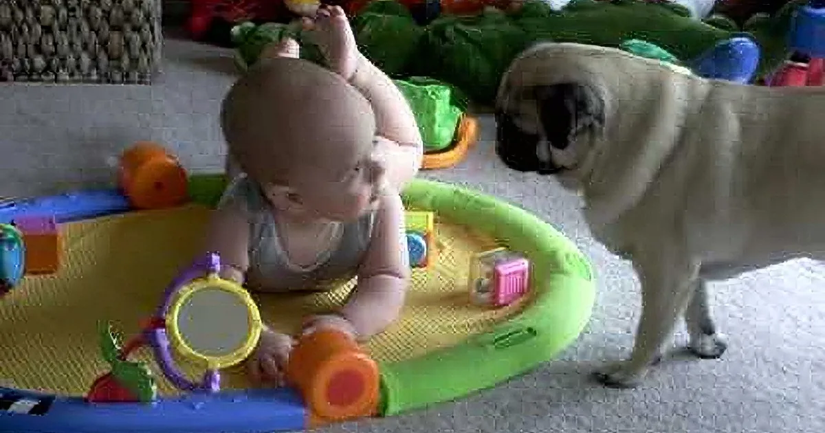 Her Baby and Her Pug Come Face to Face. Now Watch the Unfathomable Thing the Dog Does...