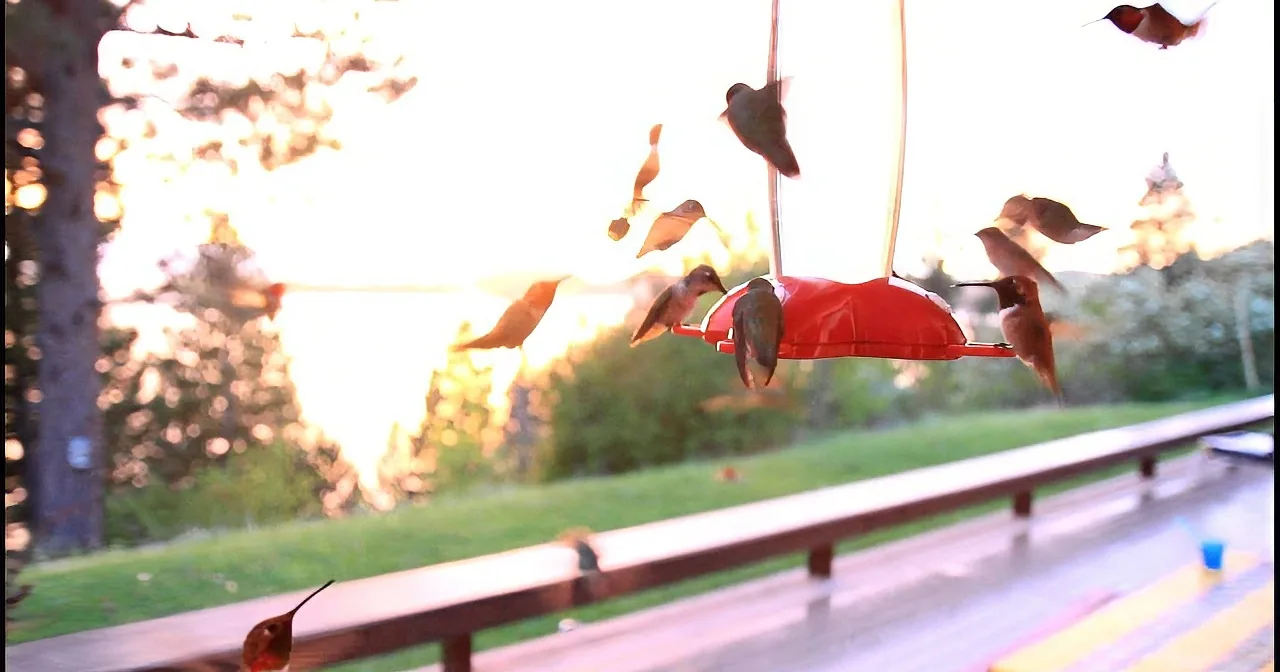 Hummingbirds hover around a red feeder in a garden setting with a bench and trees in the background.