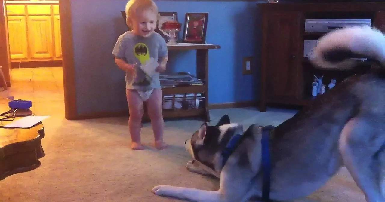 A young child in a Batman shirt stands in a room with two dogs, one lying down.