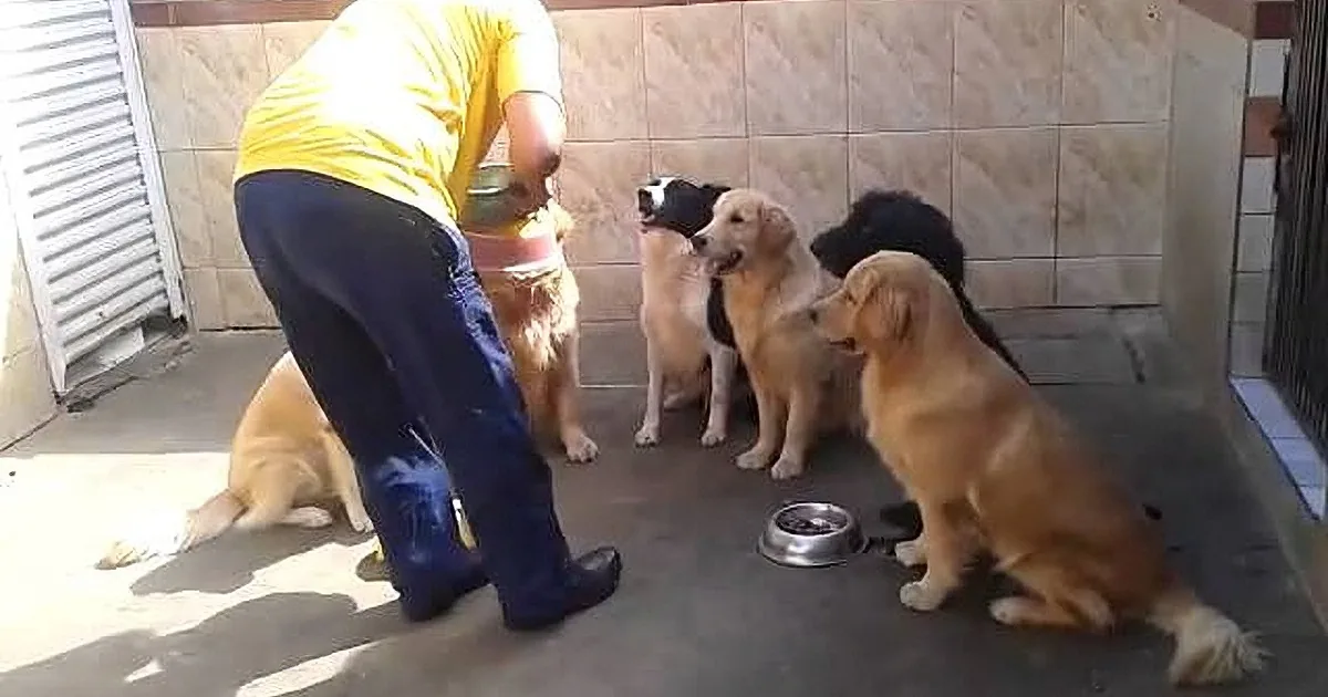 When He Goes Outside to Feed His Dogs, I Never Expected Them to Do This