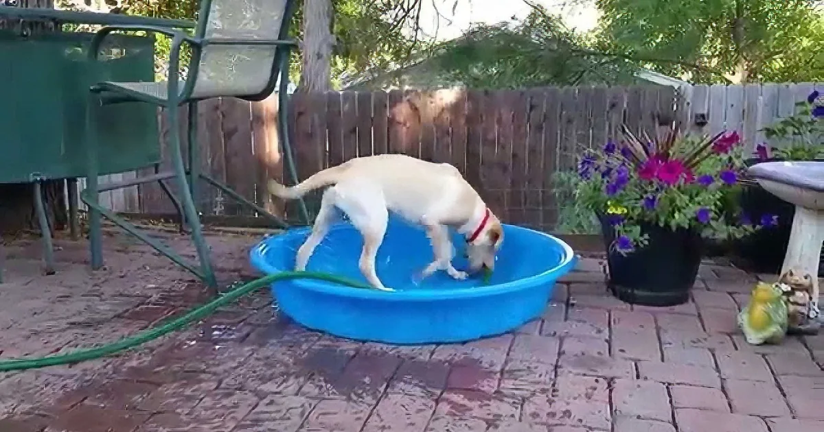A yellow Labrador is playfully sliding down a blue plastic slide in a backyard setting.