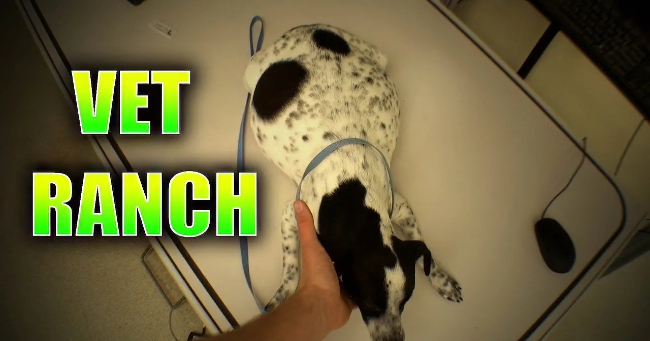 A Dalmatian dog is being examined by a vet, lying on a table with a harness on.