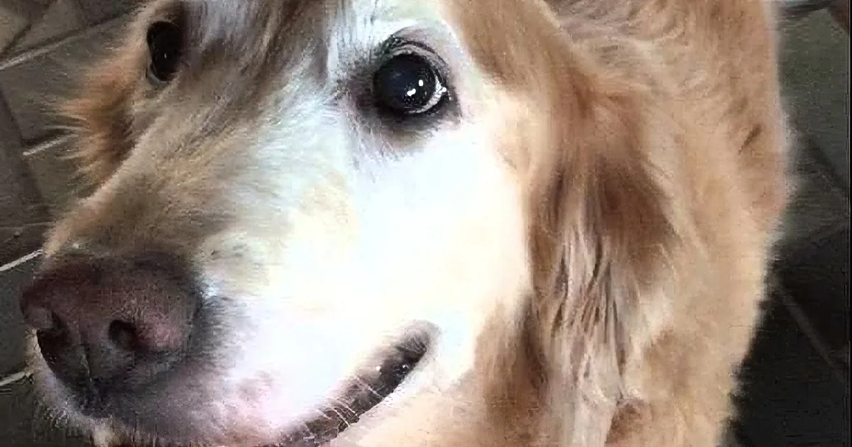 A close-up of a golden retriever with a white patch on its face and a collar.