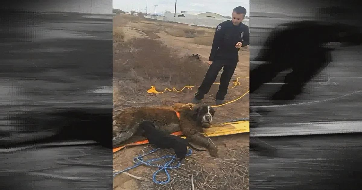 A police officer stands near a dog lying on the ground, surrounded by ropes and dirt.