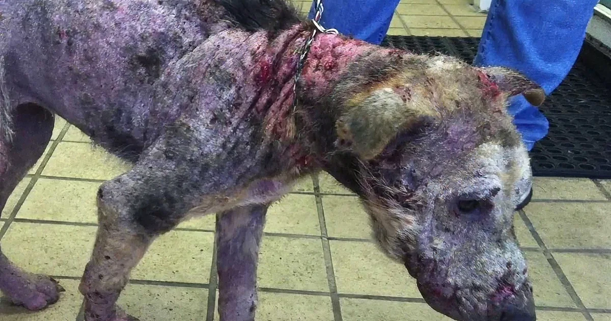 A severely emaciated dog with visible injuries and scarring is shown on a tiled floor.