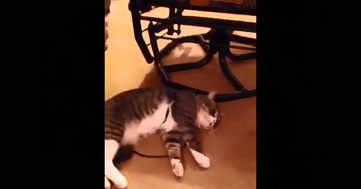A cat is curled up sleeping on the floor, with its head resting on its front paws.