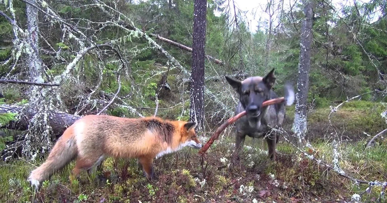 A fox and a dog are both holding a stick in a forested area with moss-covered ground.