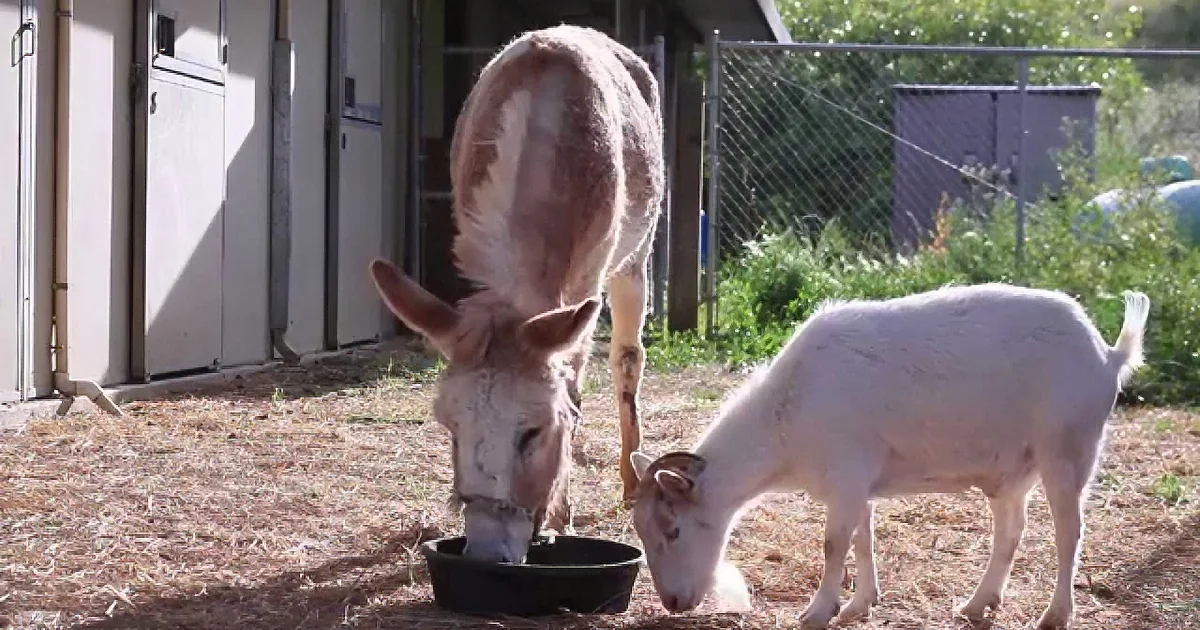 A donkey and a white goat are eating from a bowl on the ground.