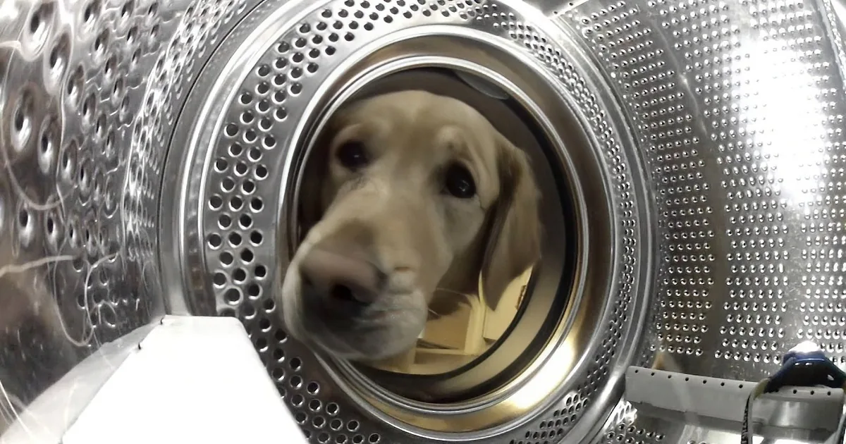 A curious puppy peers out from the drum of a washing machine, its head and front paws visible.
