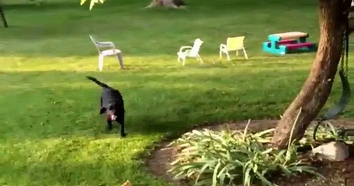 A black cat walks on grass near a tree, with chairs and a picnic table in the background.