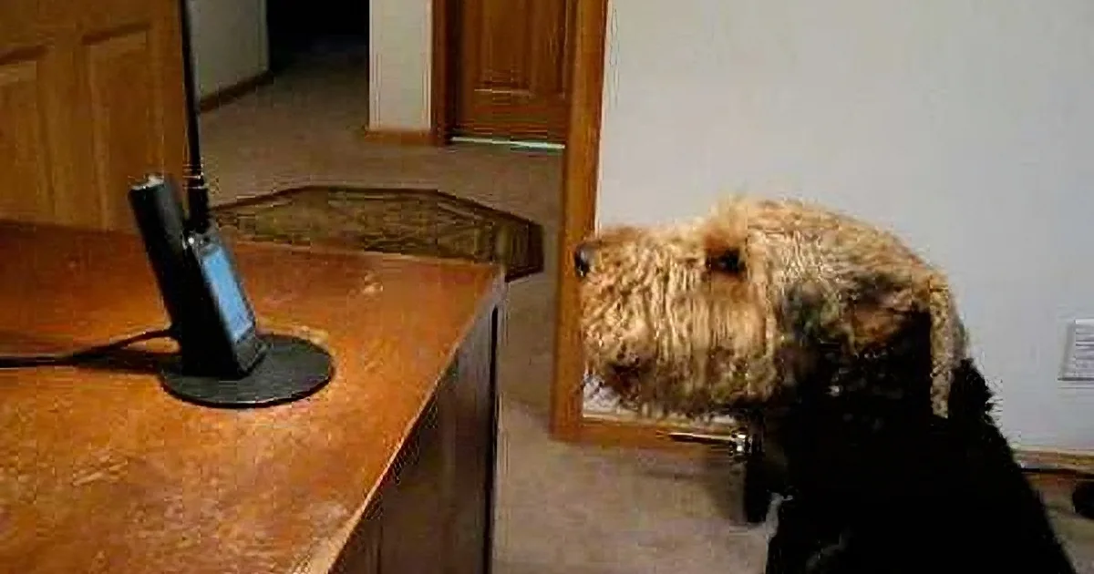 When He Missed His Mom, This Pup Called Her. She Ends up Laughing out Loud at What He Says!