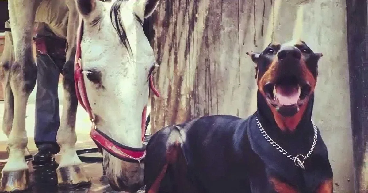 A Doberman dog wearing a chain collar sits next to a white horse with red bridles.