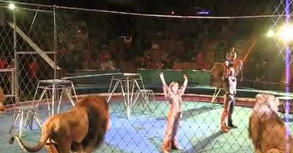 A lion stands in a circus ring as a child raises their arms, surrounded by a crowd and barriers.