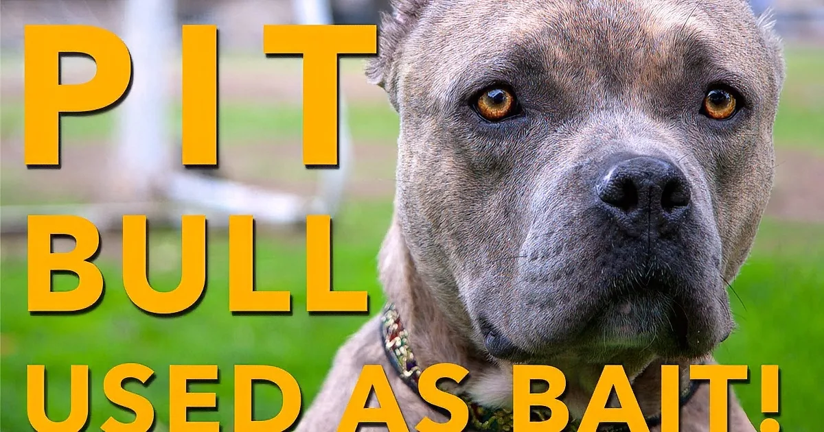 A pit bull with a concerned expression and text reading "PIT BULL USED AS BAIT!" in the background.