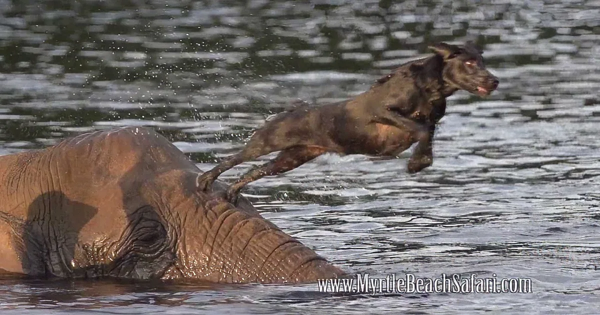 Bubbles and Bella: Elephant and Dog Best Buddies