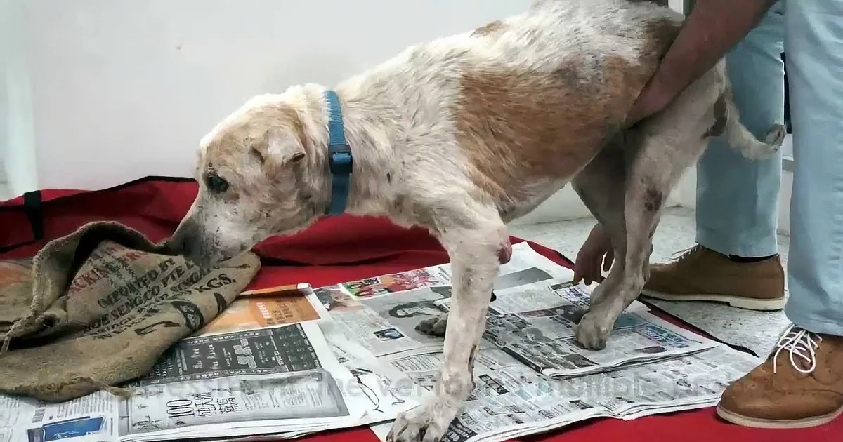 A dog with a blue collar is lying on a red blanket with newspapers underneath, appearing to be in a medical or recovery...
