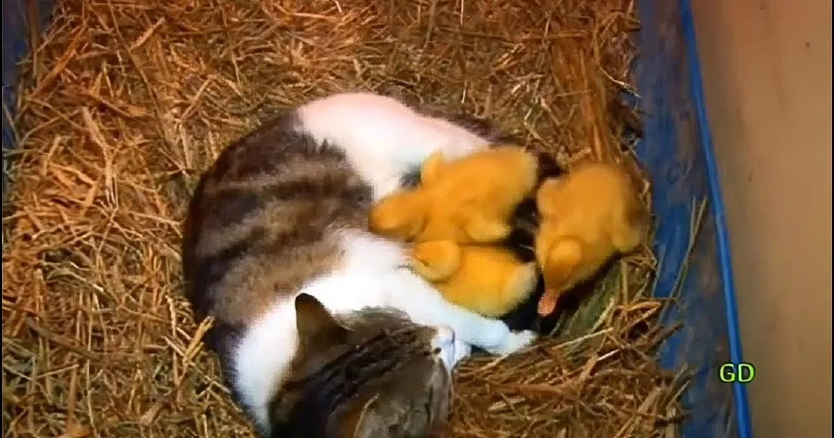 A cat is nursing several yellow chicks in a straw-lined container.