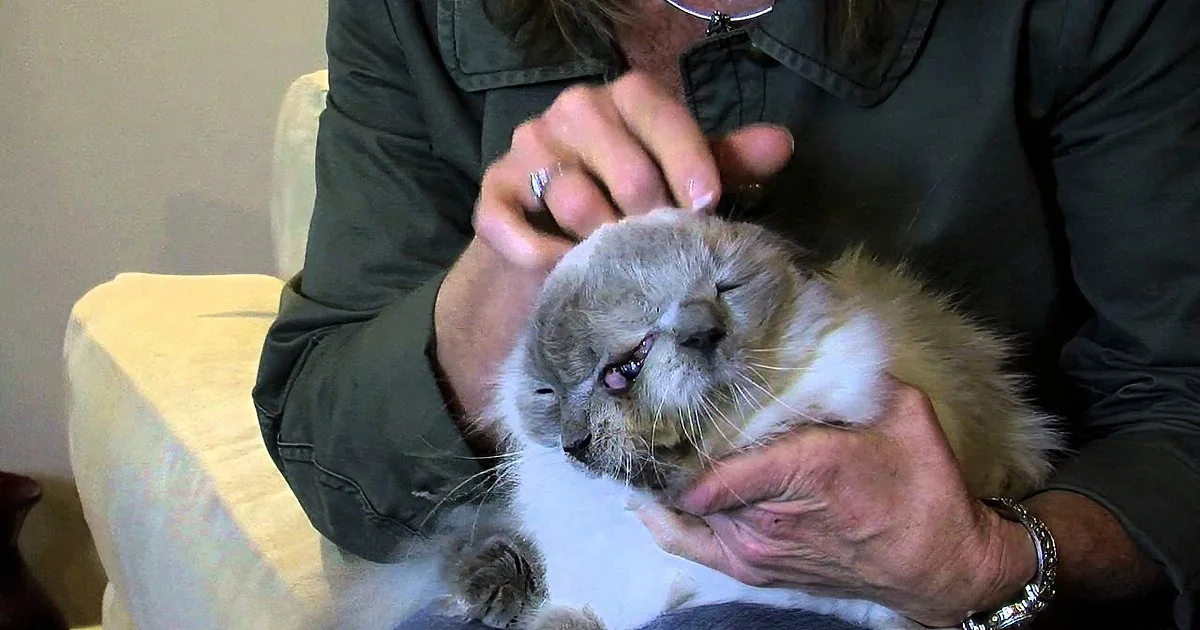 A person gently holds and examines a small, fluffy cat with a white and light brown coat.
