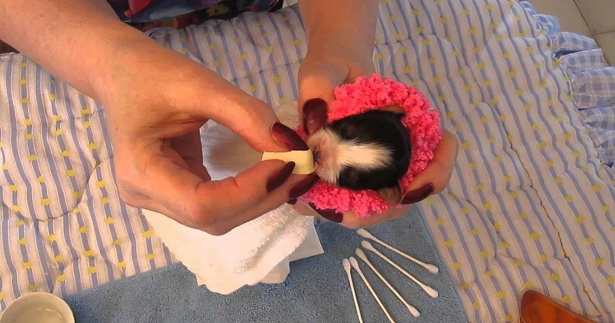 A person holds a small black-and-white guinea pig in a pink crocheted hat, feeding it a piece of food.