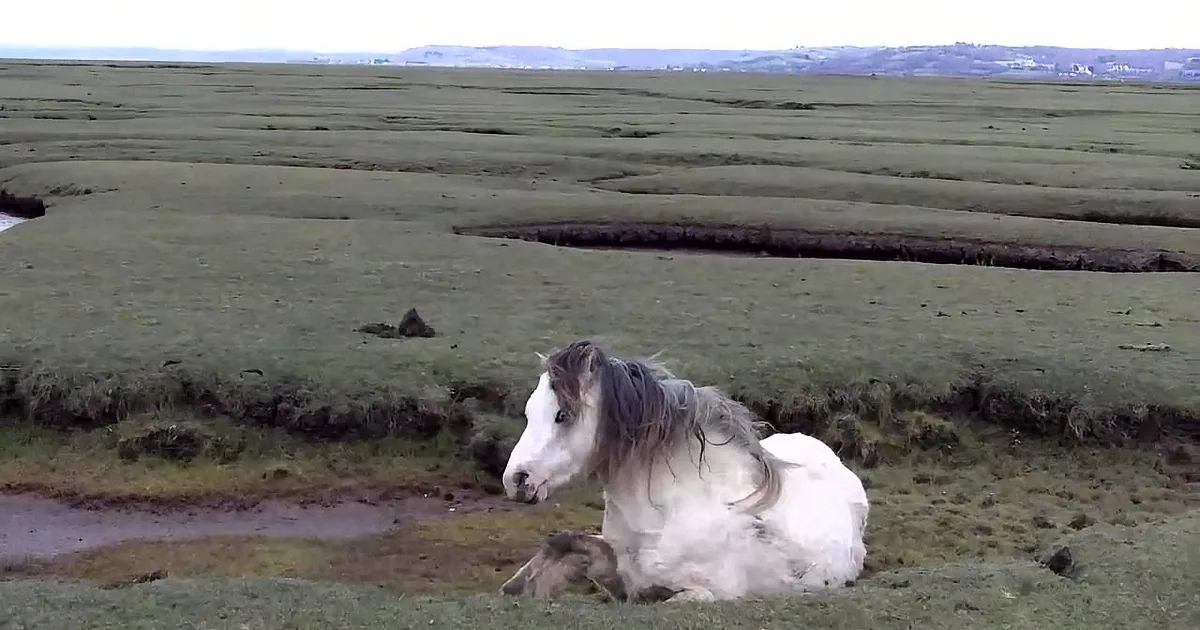 A white horse with a dark mane rests in a grassy field, surrounded by other horses in the distance.