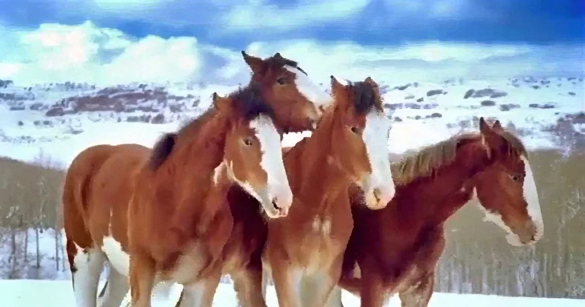 He Threw a Snowball at the Clydesdales... How the Horses Reacted Left Me Rolling on the Ground!