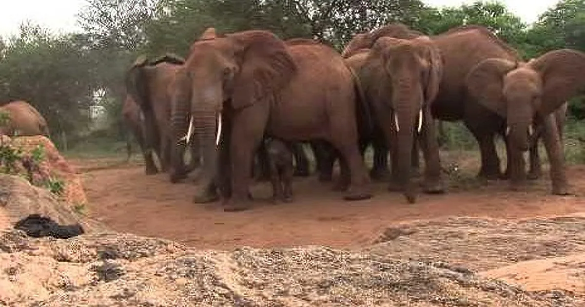 A herd of elephants stands on a rocky terrain with trees in the background.