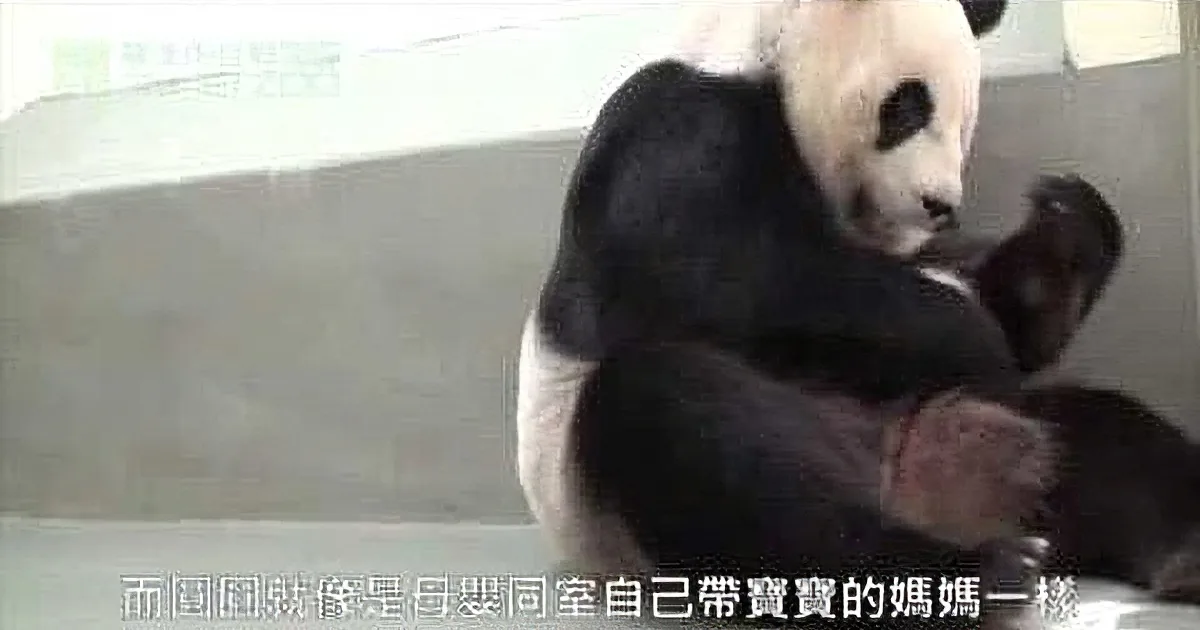 A panda is holding and nursing a baby panda, showcasing a tender moment of care and bonding.