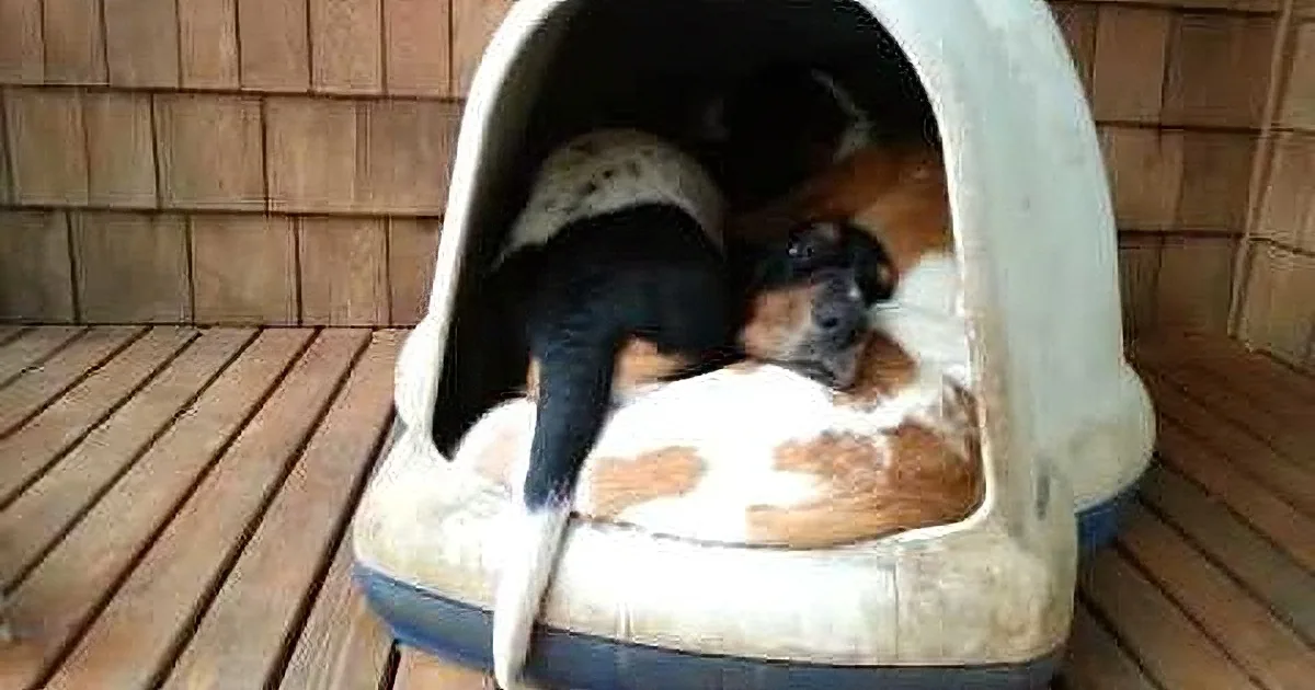 A black and white dog is curled up inside a white dog house on a wooden deck.