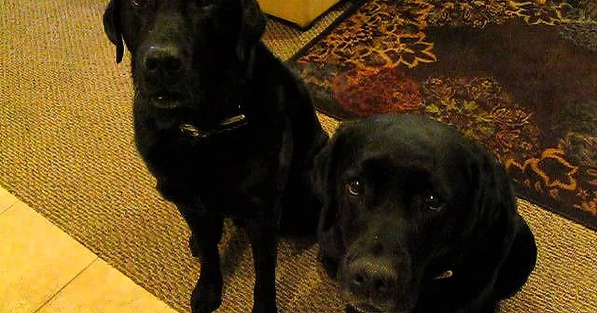 Two black Labrador Retrievers sit on a patterned rug, looking directly at the camera.