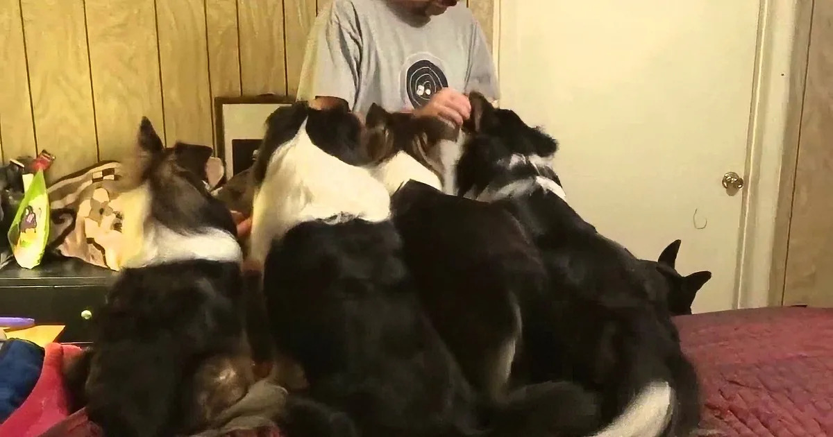 He Lined His Dogs for a Treat. Pay Attention to That Pooch on the Left! LOL!