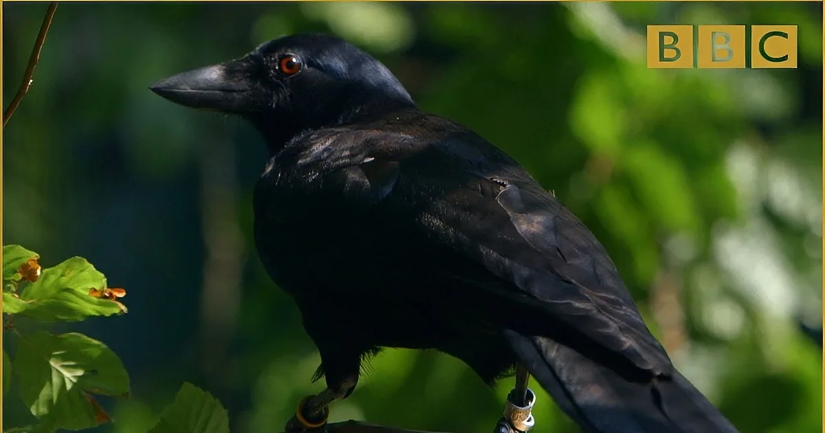 They Wanted to Test Him, so They Gave Him a Puzzle. What This Crow Did? Scientists Are Shocked! Whoa!