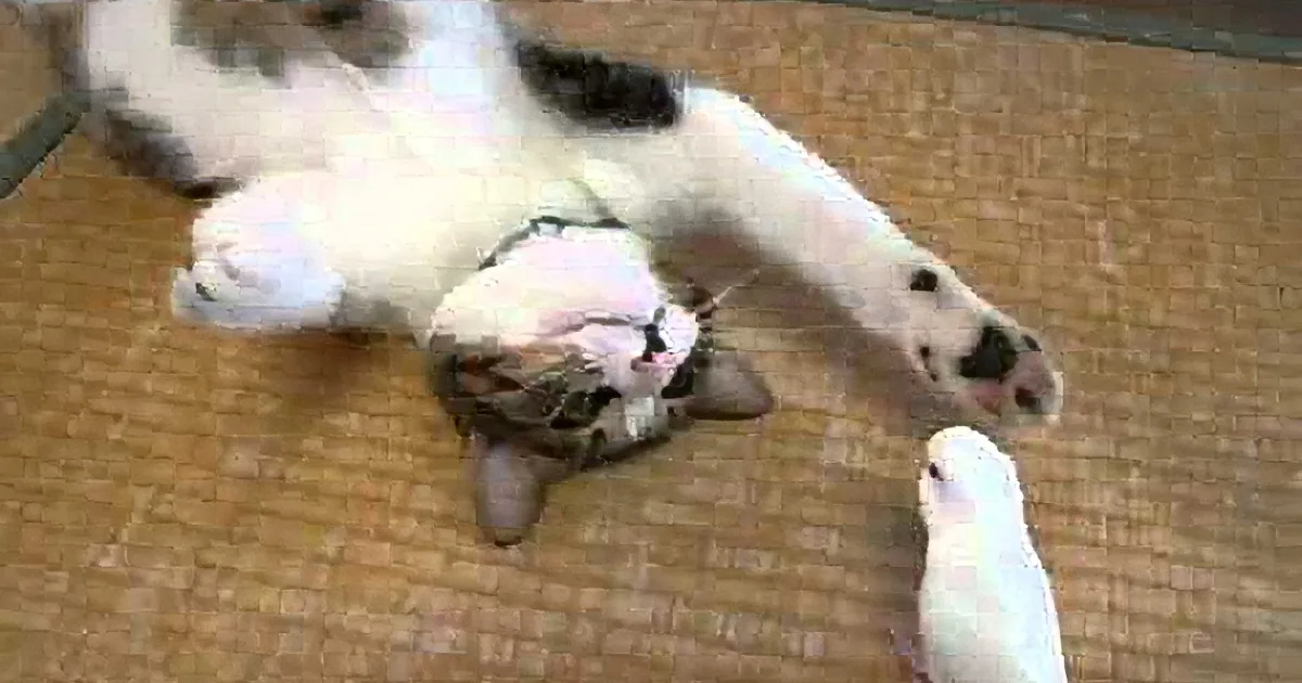 A white and black cat lies on its back on a woven mat, appearing relaxed.