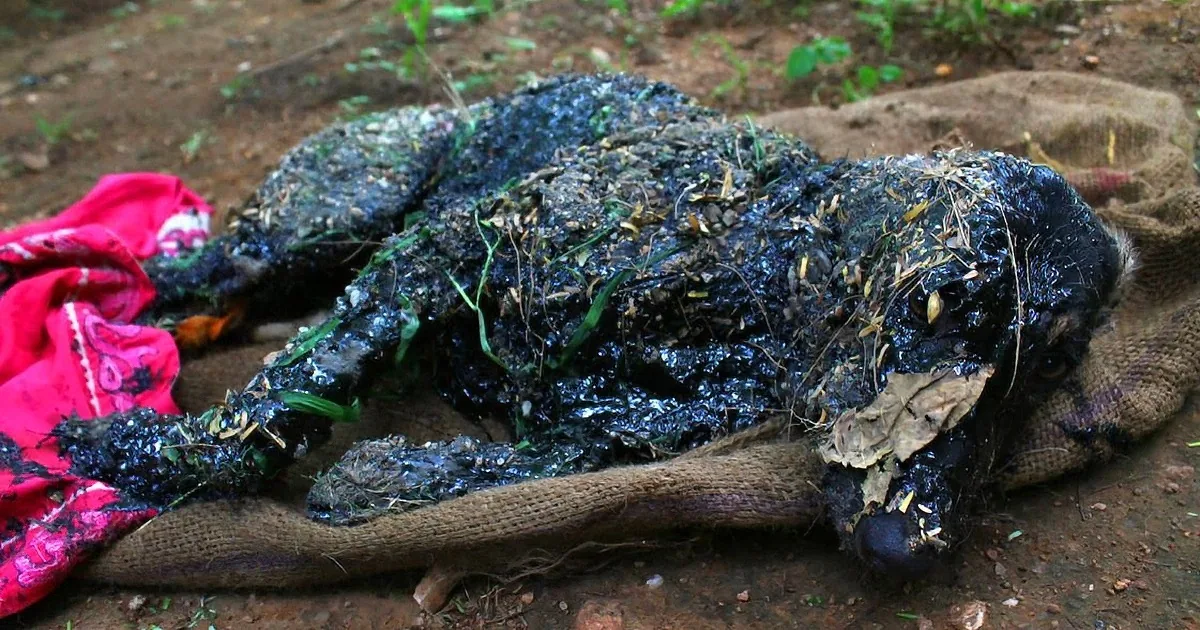A charred, blackened body lies on a burlap sheet, covered in debris and surrounded by red fabric.