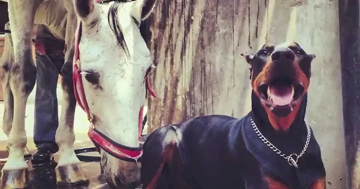 A Doberman in a black outfit and chain collar sits beside a white horse with a red halter.