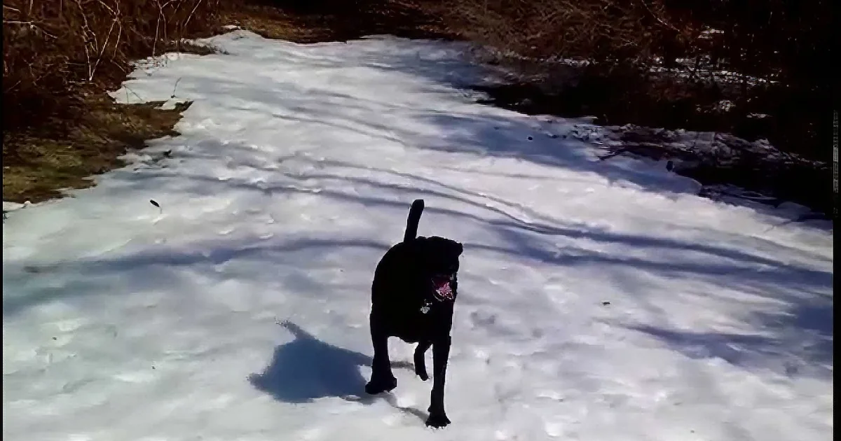A dog walks through snow, its shadow visible on the ground.