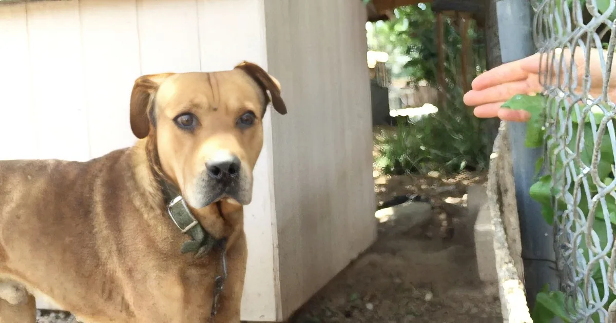 Man Rescues Dog From a Decade-Long Life of Neglect. OMG!