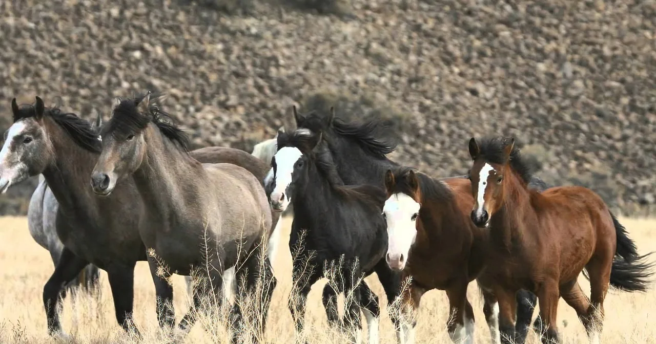 A group of wild horses with varied coat colors runs through a dry, grassy field.