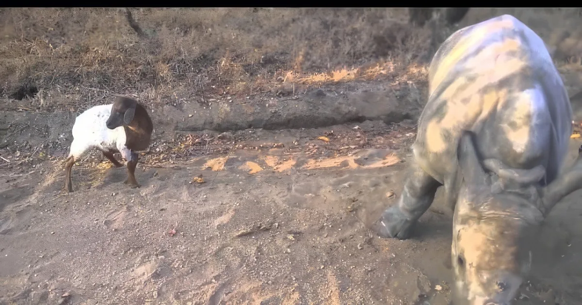 A goat stands on a dirt path near a cow grazing in the background.