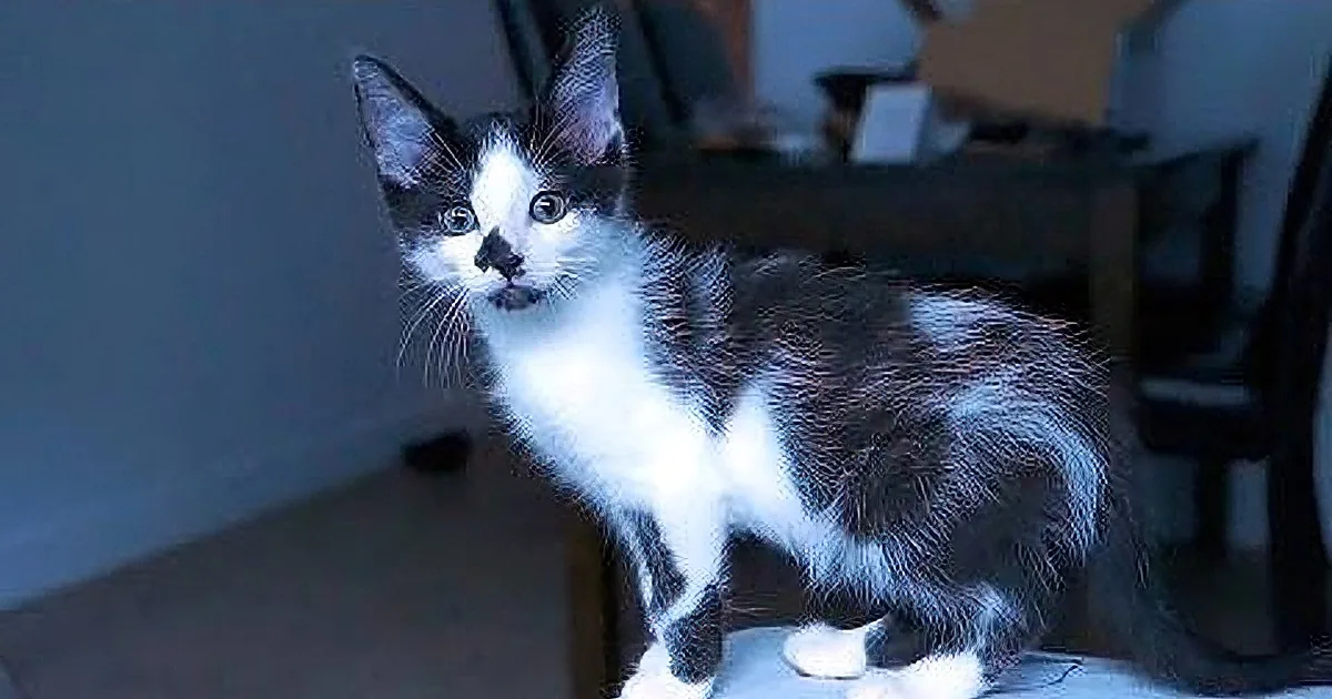 This Cat Lover Put Together Really Cool Video Showing How His Rescued Cats Bonded!