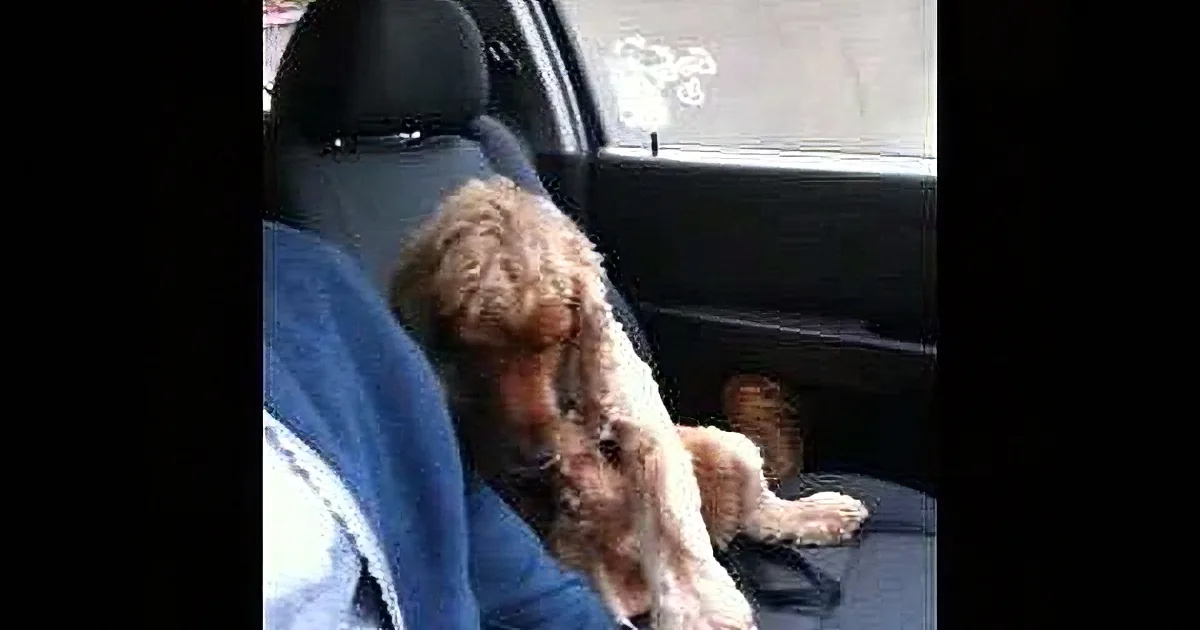 A fluffy brown dog sits in a car, looking down, with its front paws resting on the seat.