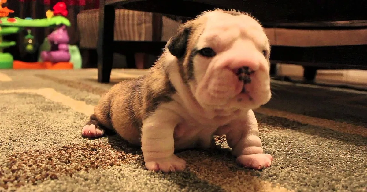 A bulldog puppy with a wrinkled face and striped fur is crawling on a carpet.