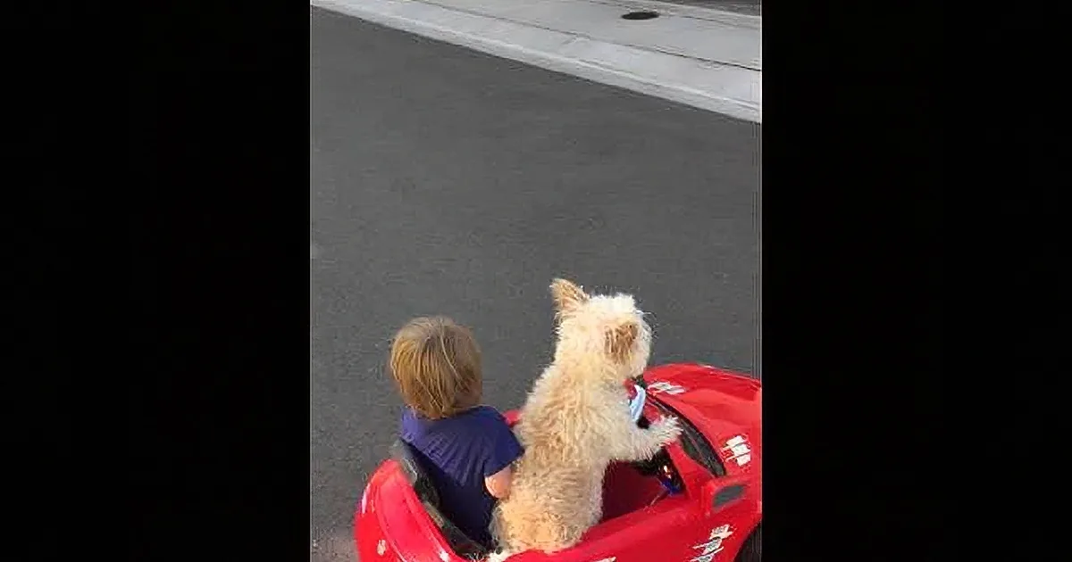 A child and a dog sit in a red toy car on a paved surface, facing away.